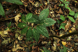 Costus tappenbeckianus, monopodial spiral stem with characteristic non overlapping bullate leaves, Campo, Cameroun