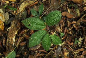 Costus tappenbeckianus, young individual with characteristic bullate leaves, Campo, Cameroun