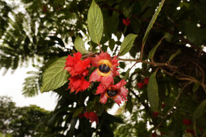 Crantzia cristata, branch with mature fruits, Chutes du Carbet, Basse Terre, Guadeloupe