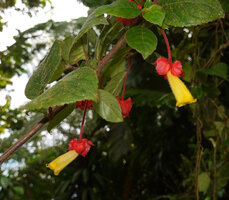 Crantzia cristata, bright yellow oblique corolla with hairy tube, Chutes du Carbet, Basse Terre, Guadeloupe