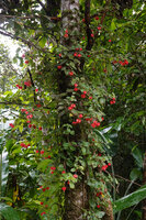 Crantzia cristata, Chutes du Carbet, Basse Terre, Guadeloupe