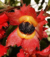 Crantzia cristata, open fleshy capsule revealing the black shiny seeds embedded in pulp, the two orange valves of the capsule and the crested calyx lobes, Chutes du Carbet, Basse Terre, Guadeloupe