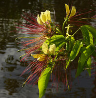 Crateva religiosa, flowers with bright pink stamens and long pistil ending in the green ovary characteristic of the Capparaceae family, Karawari river, Sepik, Papua New Guinea
