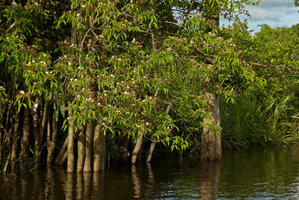 Crateva religiosa on the Karawari river, Sepik, Papua New Guinea