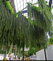 Creation by Patrick Blanc at the Grand Palais in Paris in 2013, an inspiration for the hanging blades of the Gourmet Garden  at Changi T 2, Singapore