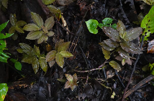 Crepidium amplectens creeping on forest floor, Masihulan, Seram, Moluccas