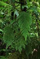 Crepidomanes aphlebioides, frond, Imbu Rano, Kolombangara, Solomon Islands