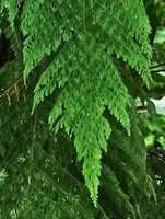 Crepidomanes aphlebioides, frond tip, Imbu Rano, Kolombangara, Solomon Islands