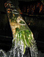 Crinum calamistratum, Flûtes aux Rhéophytes, Exposition Folies Vegetales by Patrick Blanc,Espace EDF Electra,Paris