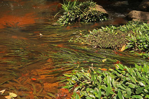Crinum natans and Anubias barteri in a black water forest stream, Kribi, Cameroun