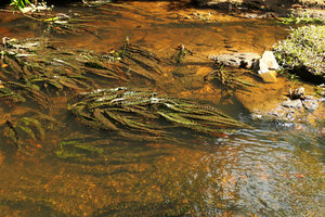 Crinum natans as a rheophyte, Kribi, Cameroun