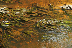 Crinum natans, a rheophyte with bullate and undulate leaves enhancing light capture and reducing the tearing of leaves, Kribi, Cameroun