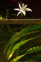 Crinum natans flowering at Patrick Blanc home, Feb 2016