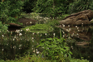 Crinum natans flowering in its fast flowing forest river habitat, Kribi, Cameroun