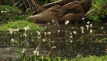 Crinum natans flowering in its rheophytic forest river habitat, Kribi, Cameroun
