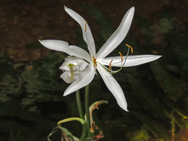 Crinum natans flower in the Christarium