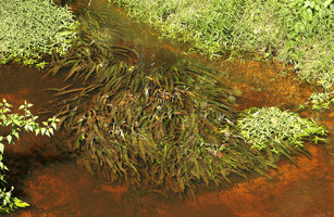 Crinum natans in slow moving black water at the end of the dry season, Kribi, Cameroun