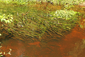 Crinum natans in slow moving black water, Kribi, Cameroun