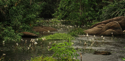 Crinum natans population flowering in its fast flowing forest river habitat, Kribi, Cameroun