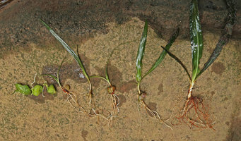 Crinum natans, successive stages of germination and plantlet development, Kribi, Cameroun