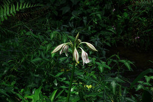 Crinum politifolium flowering at swampy forest edge, Amani, 800 m asl, East Usambara, Tanzania