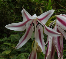 Crinum politifolium, open flower, way to Amani, 600 m asl, East Usambara, Tanzania