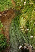 Crinum thaianum as rheophyte with undulating leaves facing strong current, Kuraburi, Thailand