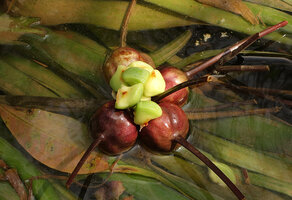 Crinum thaianum, big green seeds released from one of the brown capsular fruits, Kuraburi, Thailand