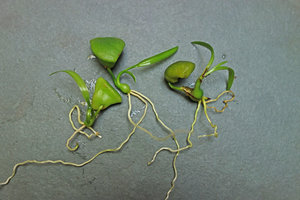 Crinum thaianum, germinating big seeds with the young bulb and its roots emerging from the cotyledonary sheath