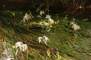 Crinum thaianum inflorescences in fast flowing stream, Kuraburi, Thailand