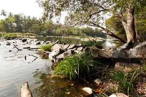 Crinum viviparum, a rheophyte on the rocky banks, Cauvery river, Mysore, Karnataka, India