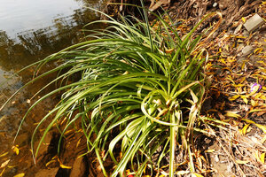 Crinum viviparum, a vegetative clump among the rocks, Cauvery river, Mysore, Karnataka, India