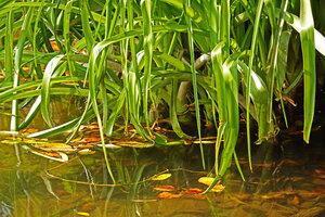 Crinum viviparum, a vegetative clump issued from basal axillary branching of the bulbs, Cauvery river, Mysore, Karnataka, India