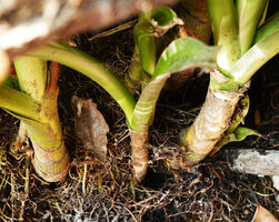Crinum viviparum, dense mat of roots just above the basal inflated part of the bulb, Cauvery river, Mysore, Karnataka, India