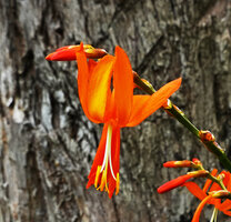 Crocosmia aurea, flower, way to Bondwa Peak, 1100 m asl, Mts Uluguru, Tanzania