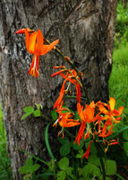 Crocosmia aurea, way to Bondwa Peak, 1100 m asl, Mts Uluguru, Tanzania