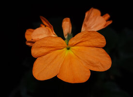 Crossandra infundibuliformis, flower at anthesis, Anamalai FR, Tamil Nadu, India