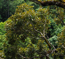 Crownlet of Dipterocarpus sp. with leaves distributed at the periphery of the twigs, observed from the Etoile des Cimes, Hinboun, Laos