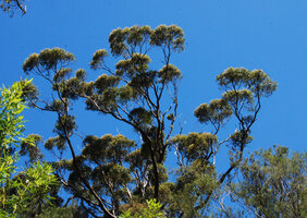 Crownlet shyness in Eucalyptus jacksonii, Walpole, Western Australia
