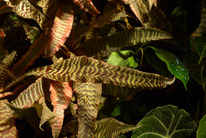 Cryptanthus leaves, dark brown copper enlightened by silver scale lines, Costume National Vertical Garden, Fukuoka, Sept. 2016