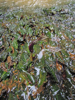 Cryptocoryne affinis, open spatha at anthesis, Kuala Betis, Malaysia