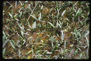 Cryptocoryne ciliata and Cryptocoryne lingua in muddy soil at low tide, Kuching, Sarawak, Borneo