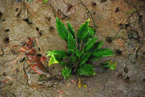 Cryptocoryne ciliata, a small form with undulate leaf margins, Quezon, Palawan, Philippines