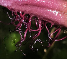 Cryptocoryne ciliata, ciliate margin of the spathe limb