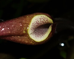 Cryptocoryne ciliata, collar and throat