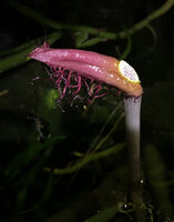 Cryptocoryne ciliata, inflorescence