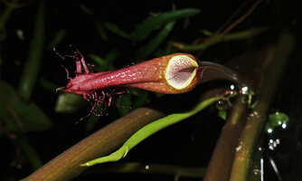 Cryptocoryne ciliata, spathe