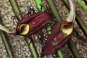 Cryptocoryne ciliata, spathes, Lampung, Sumatra