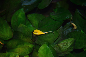 Cryptocoryne cordata open spatha in the Christarium