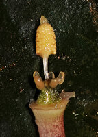 Cryptocoryne cordata, tiny spadix formerly enclosed in the kettle, naked female flowers at the base, sterile filiform part of the spadix and congested reduced male flowers at the top